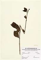 藏品(白花苦藍盤)的圖片